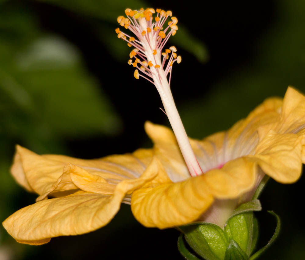 Hibiskus2