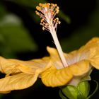 Hibiskus2