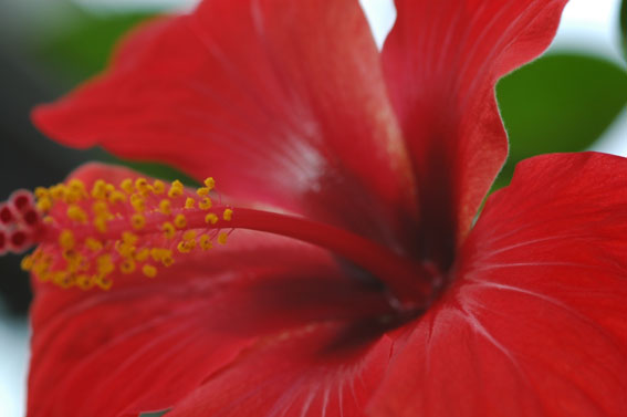 hibiskus2