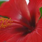 hibiskus2