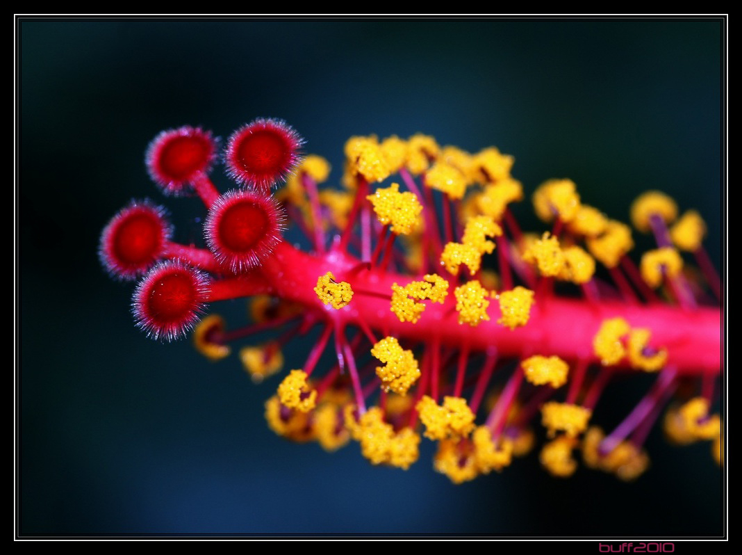 Hibiskus2