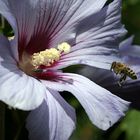 Hibiskusanflug.....