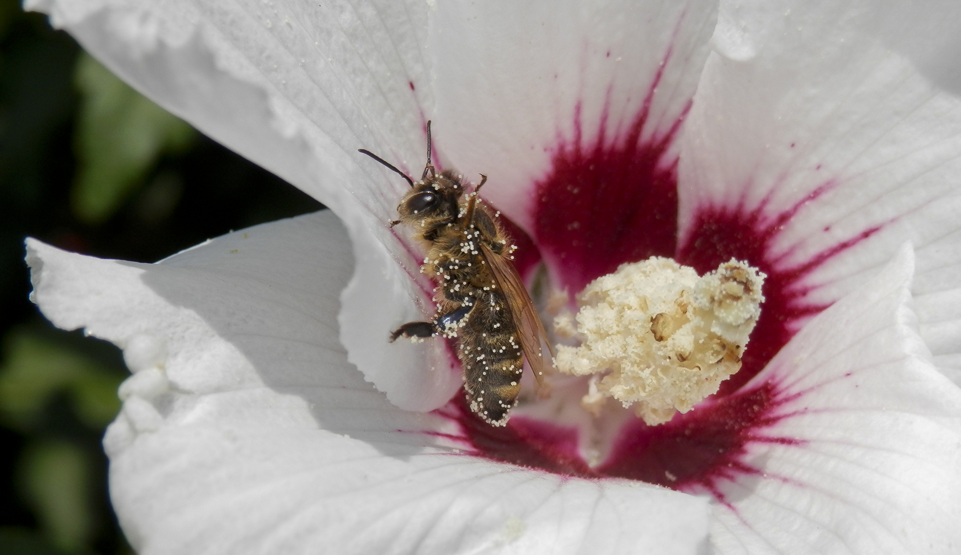 Hibiskusbesuch