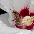 Hibiskusbesuch