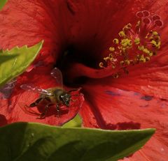 Hibiskusbesuch