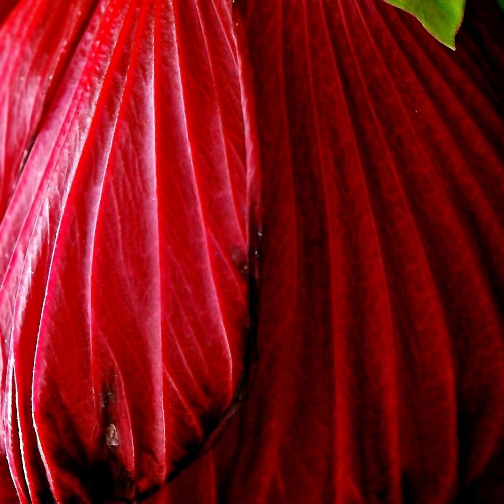 Hibiskusblätter