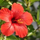 Hibiskusblühte..