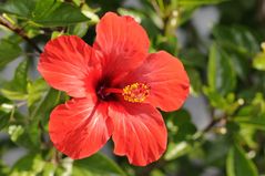 Hibiskusblühte..