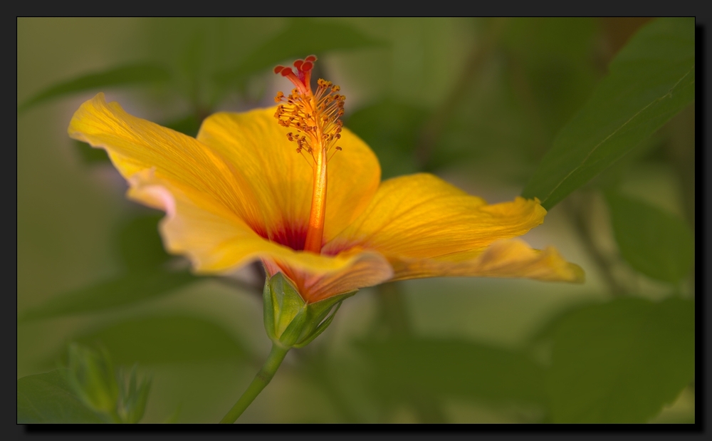 Hibiskusblühte HDR