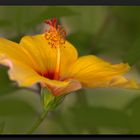 Hibiskusblühte HDR