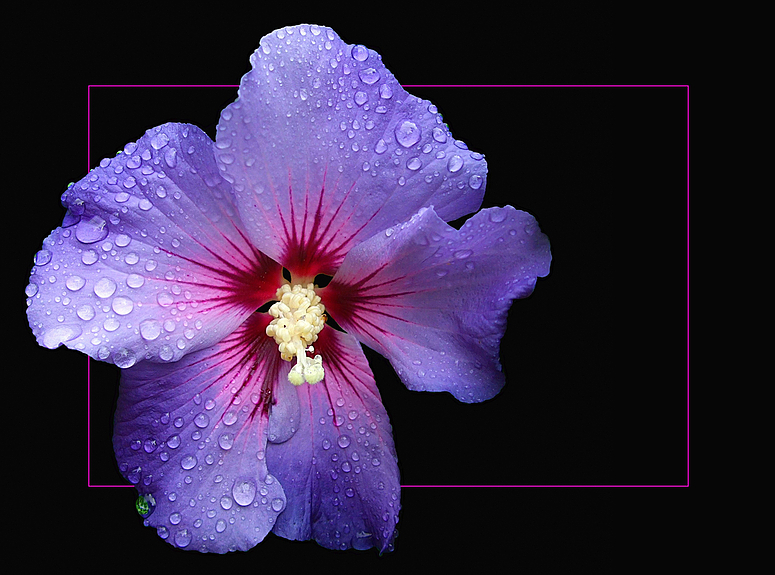 Hibiskusblüte