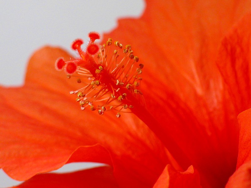 Hibiskusblüte