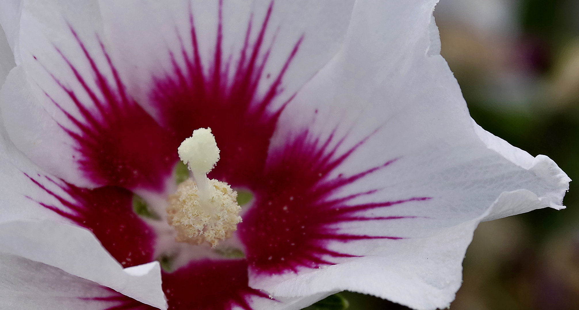 HIbiskusblüte