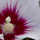 HIbiskusblüte