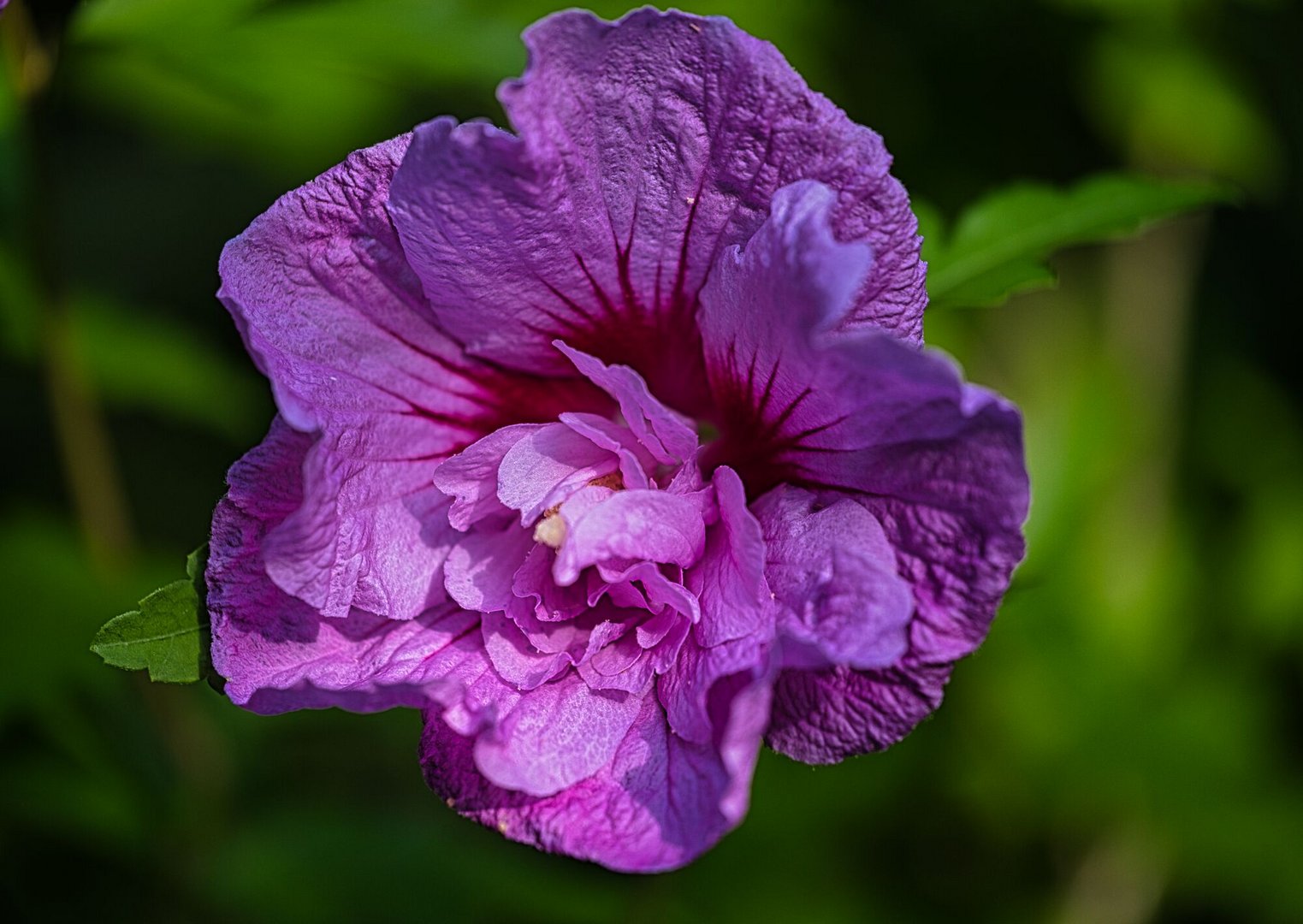 Hibiskusblüte