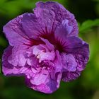 Hibiskusblüte