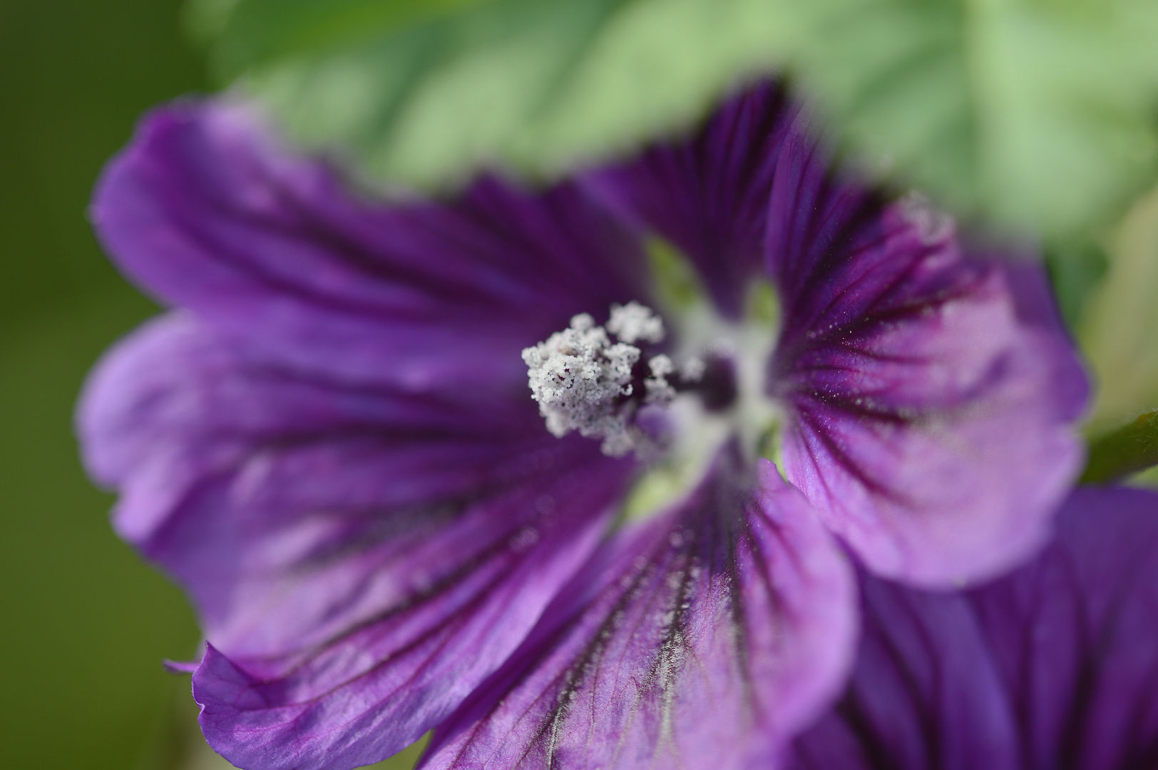 Hibiskusblüte