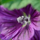 Hibiskusblüte