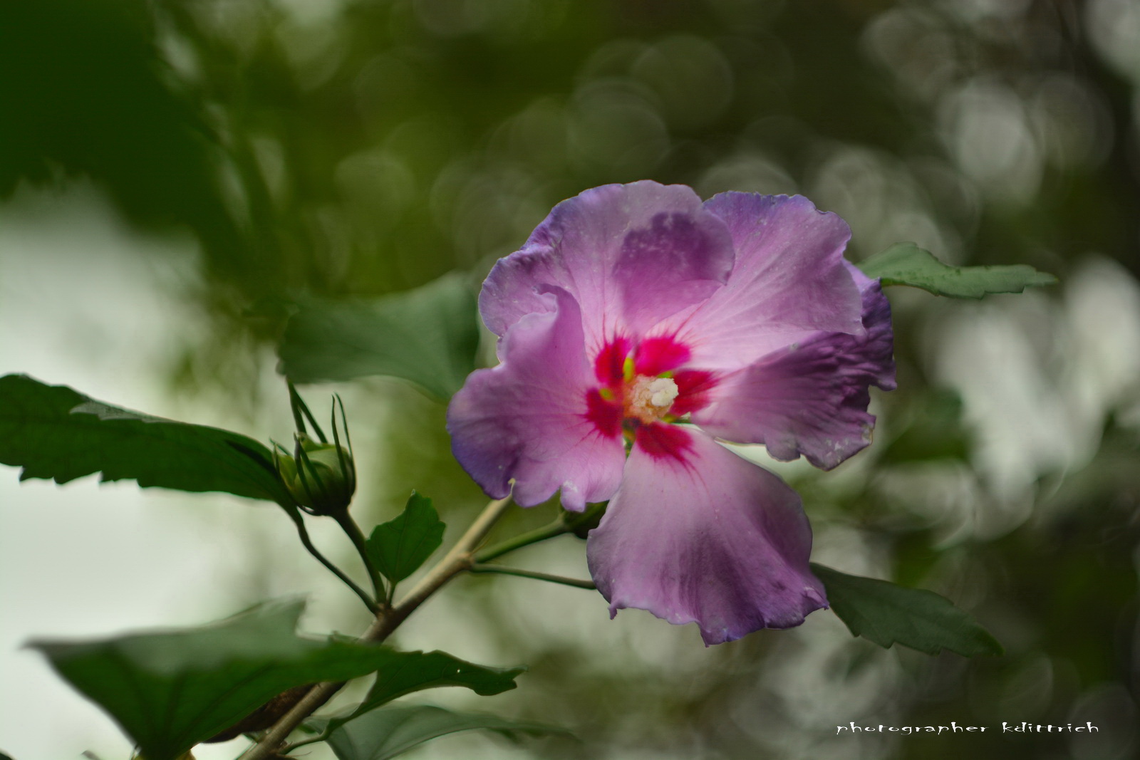 Hibiskusblüte...