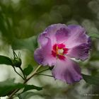 Hibiskusblüte...