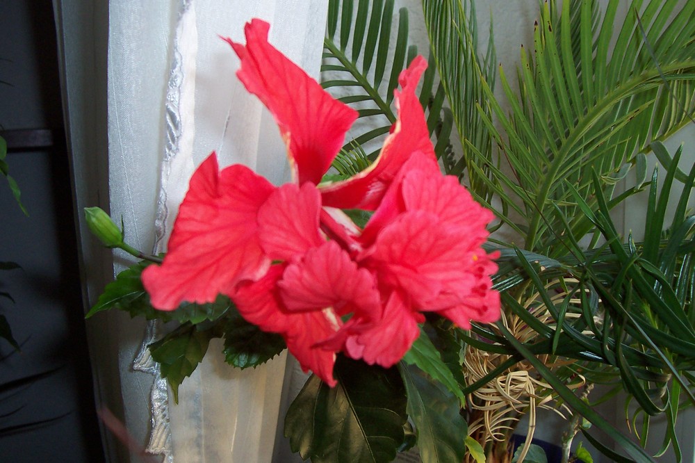 hibiskusblüte