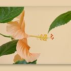 Hibiskusblüte...