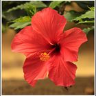 Hibiskusblüte