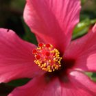 Hibiskusblüte