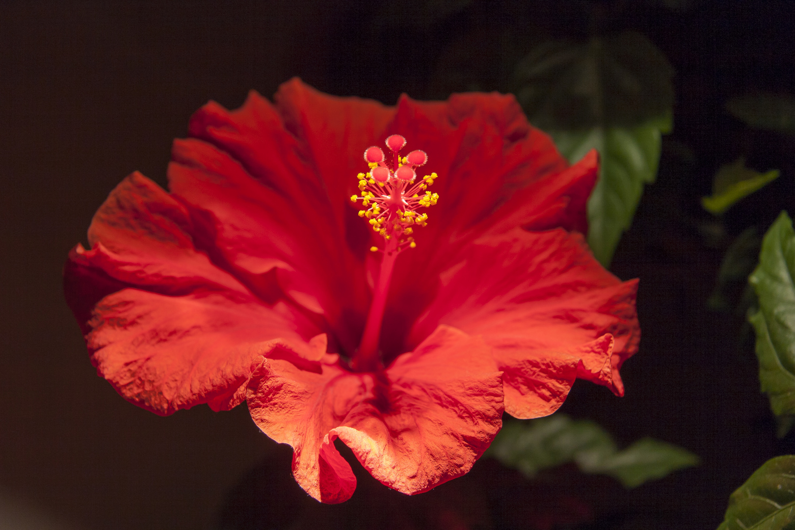 Hibiskusblüte