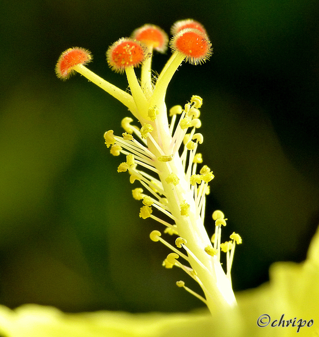 Hibiskusblüte