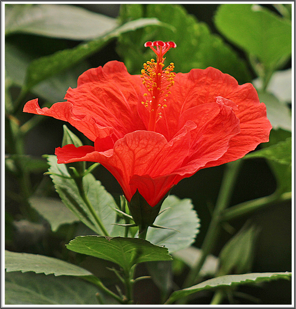 Hibiskusblüte