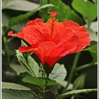 Hibiskusblüte