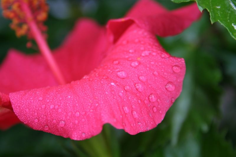 Hibiskusblüte