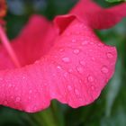 Hibiskusblüte