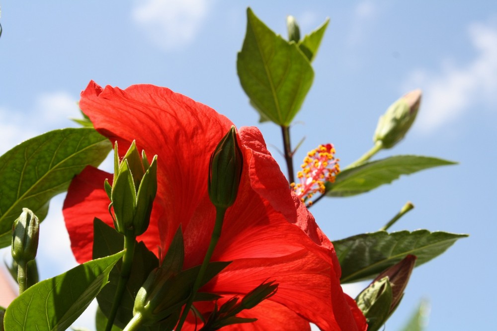 Hibiskusblüte