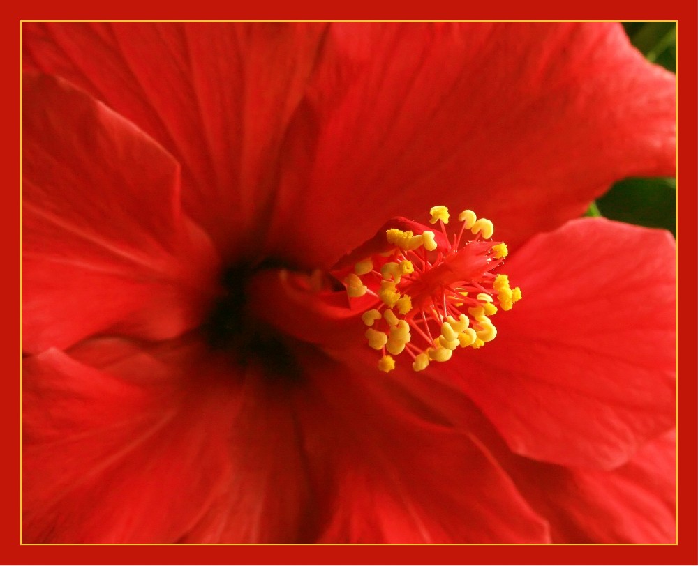 Hibiskusblüte