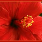 Hibiskusblüte