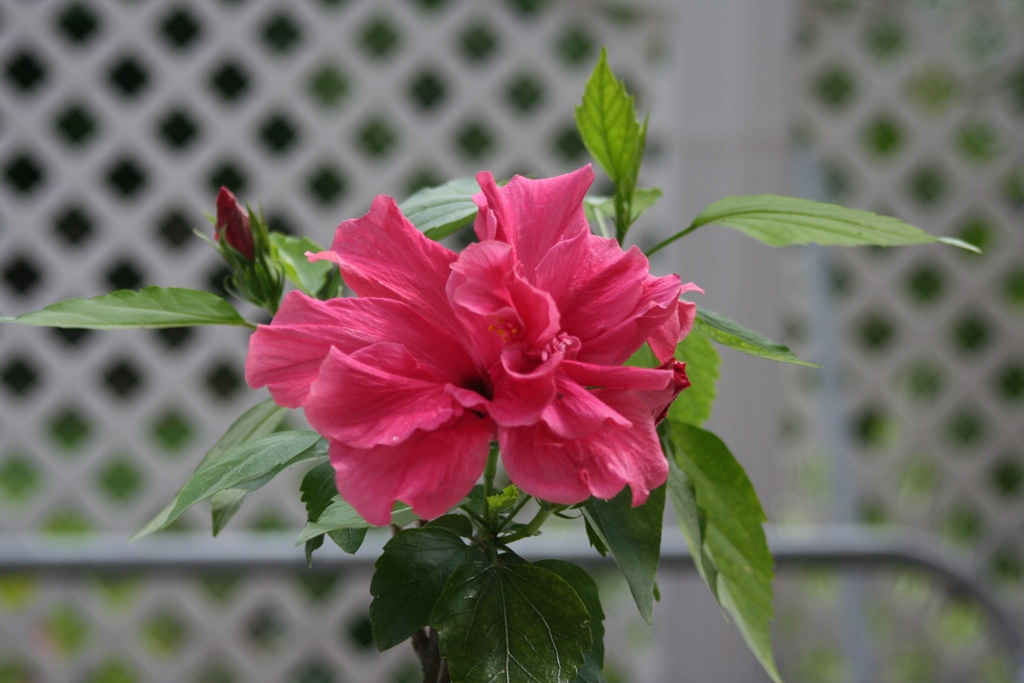 Hibiskusblüte