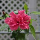 Hibiskusblüte