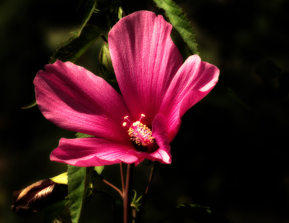 Hibiskusblüte