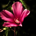 Hibiskusblüte