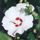 Hibiskusblüte 1