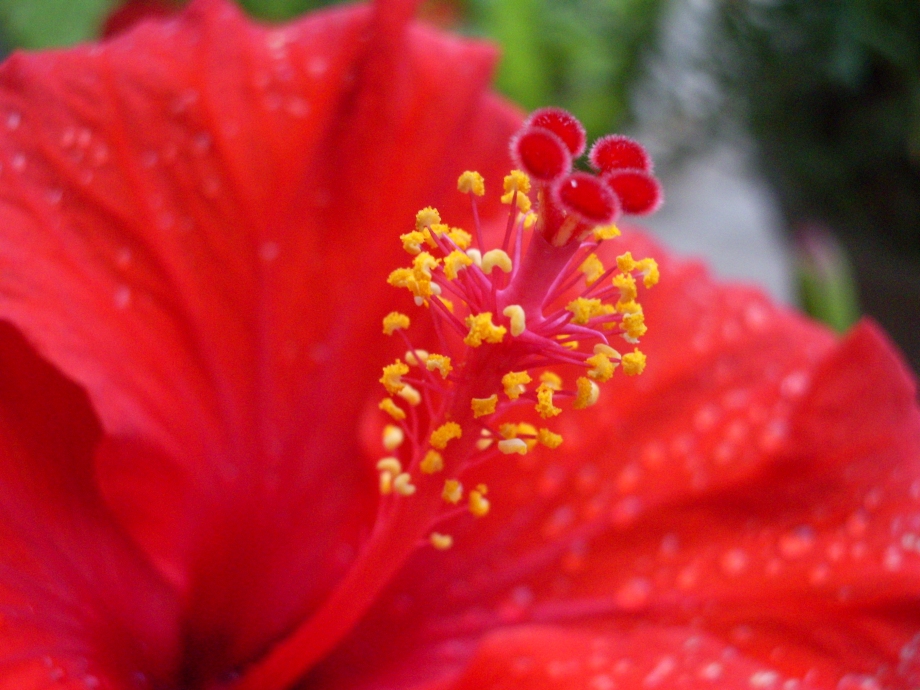 Hibiskusblüte #1