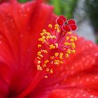 Hibiskusblüte #1