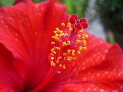 Hibiskusblüte #1