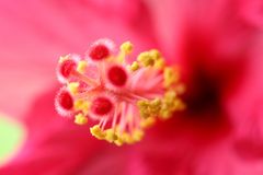 Hibiskusblüte 1