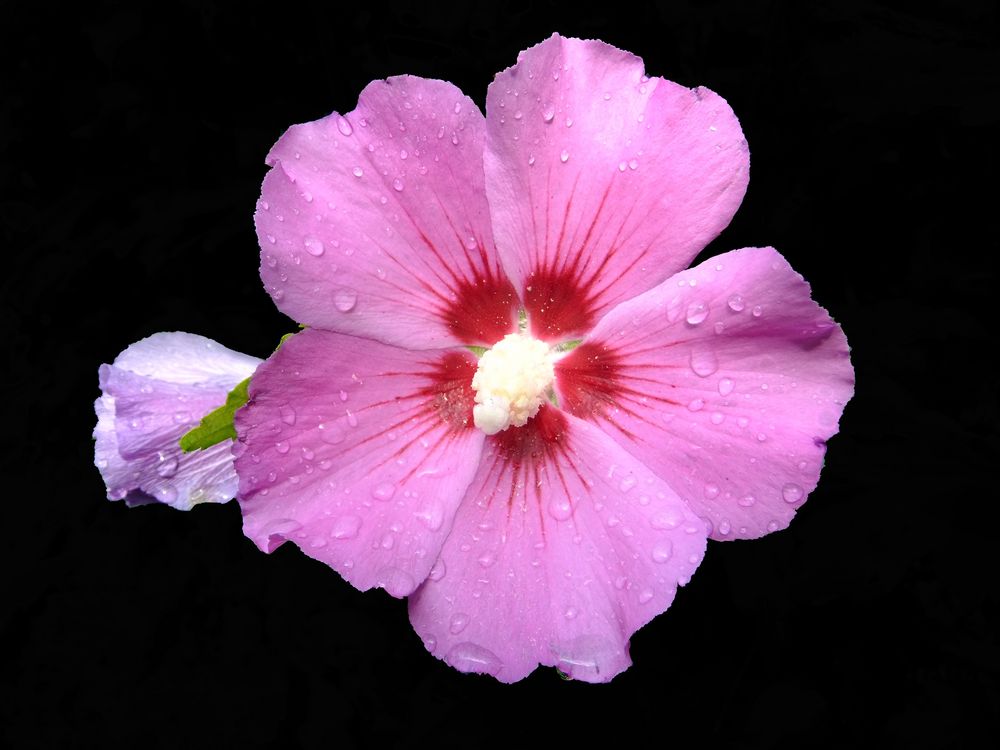 Hibiskusblüte (1)