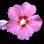 Hibiskusblüte (1)