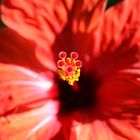 Hibiskusblüte 1