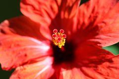 Hibiskusblüte 1